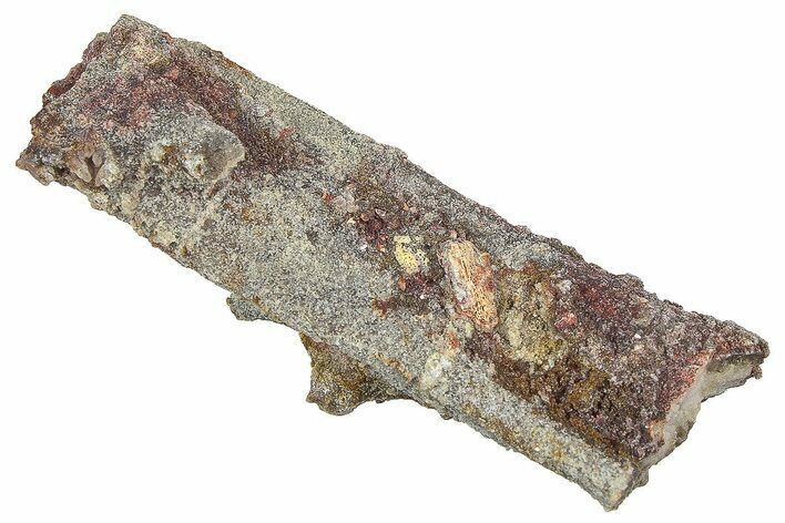 Devonian Petrified Wood (Callixylon) Section - Oldest True Wood #363303